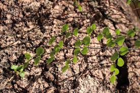 Image result for Hypericophyllum angolense