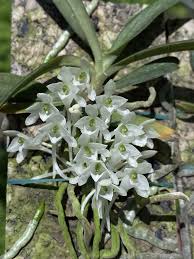 Image result for Microcoelia stolzii