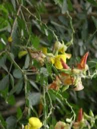 Image result for Crotalaria capensis