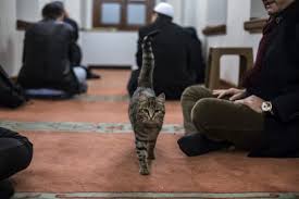 Evde Kedi Beslemek Gunah Mi Ajanimo