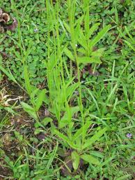 Image result for Buchnera