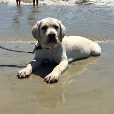 We are dedicated to providing the highest level of veterinary medicine along with friendly, compassionate service. Vacationing With Your Dog On Hilton Head