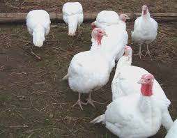 Broad Breasted White Turkey Breed Information Modern