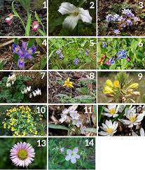 In michigan, spring is marked by the arrival of spring beauty, marsh marigold, bloodroot, wood poppies, and wild columbine. Take A Michigan Wildflower Scavenger Hunt This Spring