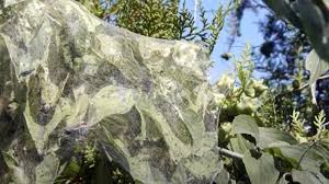 ДЕРЖПРОДСПОЖИВСДУЖБА ІНФОРМУЄ. НЕБЕЗПЕЧНИЙ ШКІДНИК - АМЕРИКАНСЬКИЙ БІЛИЙ МЕТЕЛИК