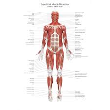 Label the major muscles of the body. Muscular System Medical Illustrations Ready To Create And License