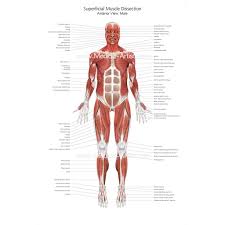 Each type of muscle tissue in the human body has. Muscular System Medical Illustrations Ready To Create And License