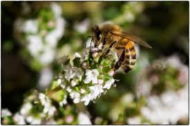 Honey bees have been producing honey for over 100 million years. Flowers For Bees Flowers Across Melbourne