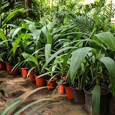 Image result for Curculigo latifolia