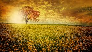 Enjoy and share your favorite beautiful hd wallpapers and background images. Ultra Hd 8k Auflosung 7680x4320 Natur Bildschirmhintergrund Wallpaperbetter