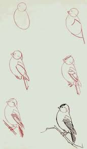Pin By Nikki Bug On Drawing Tutorials Bird Drawings Drawing Tutorial Drawings