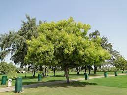 The plant is often confused with melia azedarach l., the chinaberry or persian lilac. Azadirachta Indica Neem Tree Buy Online Green Souq Uae