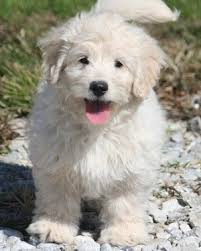 Because who doesn't love the look of a sweet goldendoodle?. Miniature Goldendoodle Sandy Ridge The Miniature Goldendoodle Mini Goldendoodle Puppies Goldendoodle Puppy Mini Goldendoodle