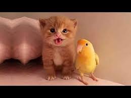 funny cats cute and baby cats videos compilation 97 youtube cute animals cute cat gif funny cats and dogs
