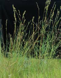 Image result for Cymbopogon caesius