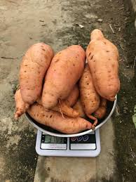 نتیجه جستجوی لغت [fleshed] در گوگل