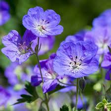 Image result for Geranium