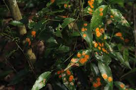 Image result for Cassipourea