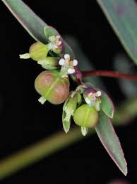Image result for Euphorbia hyssopifolia