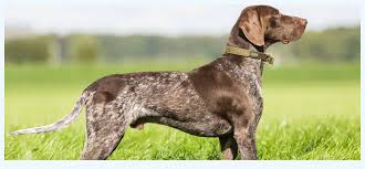 At eulenhof/serakraut kennels we breed intelligent german shorthaires that are easy to train, our shorthaires are close working dogs with strong point and retrieve instincts. German Shorthaired Pointer Puppies For Sale Dog Breed