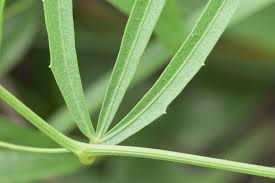 Image result for Cayaponia