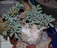 Image result for Cyphostemma barbosae