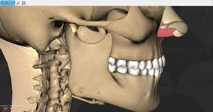 Image result for jaw anatomy