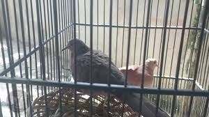 Terkukur walpeper / terkukur walpeper / pikat tekukur lombok home facebook… F1 Cuhu Tangerine Youtube