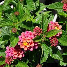 Lantana Lantana Showy Flowers Lantana Plant