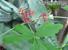 Image result for Cissus guerkeana