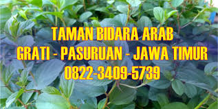 Manfaat daun bidara tidak hanya menjadi daun yang berguna untuk ritual dalam agam muslim saja, namun juga berkhasiat dalam meningkatkan kesehatan khasiat daun bidara yang selanjutnya yaitu dapat menghilangkan depresi. Manfaat Daun Bidara Arab Yang Jarang Diketahui Orang