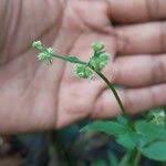 Image result for Sanicula elata