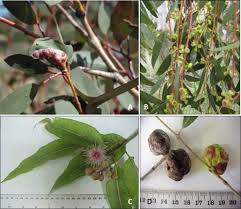 Image result for Acacia welwitschii