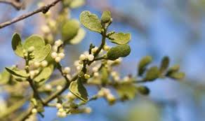 Image result for Tapinanthus constrictiflorus