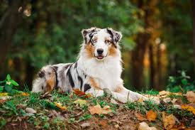 The aussiedoodle is a popular choice among mixed dog breed lovers because of his high intelligence, loyalty. Australian Shepherd Steckbrief Charakter Wesen Haltung