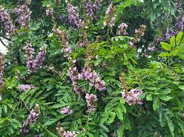 Image result for Millettia grandis