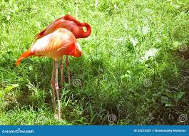 Flemingo stock image. Image of grass, flying, amazing - 35215557