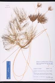 Image result for Eleocharis confervoides
