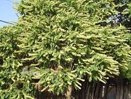 Image result for Croton macrostachyus