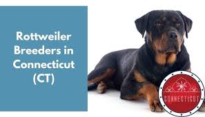 We have proudly provided u.s homes with cute and healthy. 8 Rottweiler Breeders In Connecticut Ct Rottweiler Puppies For Sale Animalfate