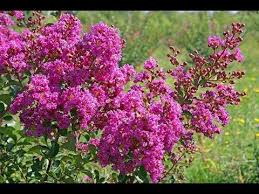 Epingle Sur Au Jardin