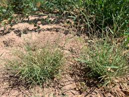 Image result for Leptochloa panicea