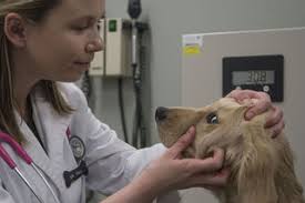Which Dogs Are Most Likely to Be Afraid of the Veterinarian?