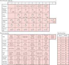 preterm baby and the small baby nurse key