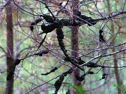 Black Knot Disease And The Adverse Effects On Edmonton Trees