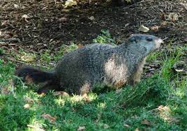 Strange Rodent Lost In My Back Yard Woodchuck About Two Feet Long Nose To Tail My Village Backyard Animals
