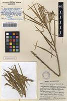 Image result for Kanahia laniflora