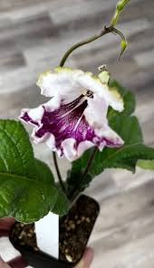 Image result for Streptocarpus leptopus