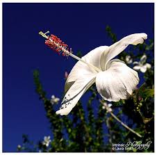 Image result for Hibiscus reekmansii