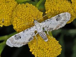 Image result for Eupithecia centaureata